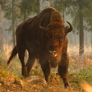 Belovezhskaya Pushcha National Park