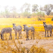Moremi Game Reserve in Okavango Delta