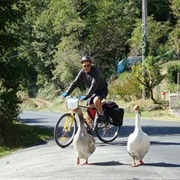 Biking From Bordeaux to Dordogne Valley, France