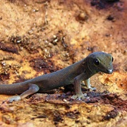 Haitian Striped Sphaero