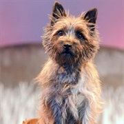 Toto (Wizard of Oz 1939)