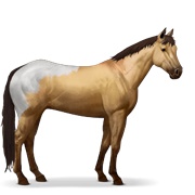 Appaloosa - Dun Blanket