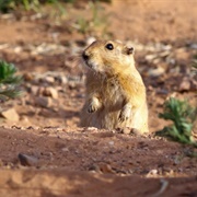 Sand Rat