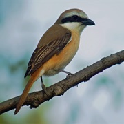Brown Shrike