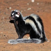 Striped Polecat
