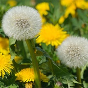 Smell Dandelions, Wet the Bed