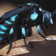 Blue Neon Cuckoo Bee