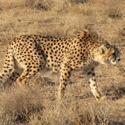 Asiatic Cheetah
