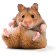 Hamster