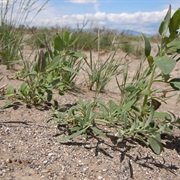 Narrowleaf Goosefoot (Chenopodium Leptophyllum)