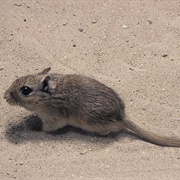 North African Gerbil