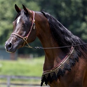 Egyptian Arabian