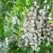 Black Locust (Robinia Pseudoacacia)