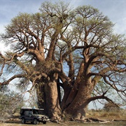 Chapman&#39;s Baobab, Botswana