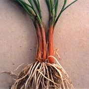 Ladakh Onion (Allium Przewalskianum)
