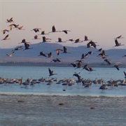 Laguna De Gallocanta, Spain