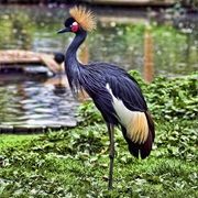 Black Crowned Crane (Nigeria)