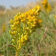 Missouri Goldenrod (Solidago Missouriensis)