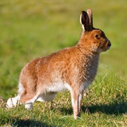 Irish Hare