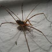 Daddy Long Legs