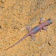 Dragon Tree Half-Toed Gecko