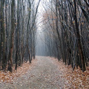 Hoia-Baciu Forest