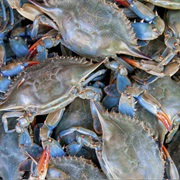 Blue Crab: Maryland