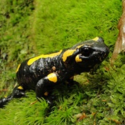 Krivoklatsko Biosphere Reserve, Czech