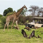 Moremi National Park, Botswana