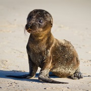 Sea Lion