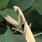 Praying Mantis
