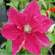 Clematis