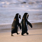 See South African Penguins in the Wild