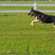 When I Was Little My Dog Went to Live on a Farm
