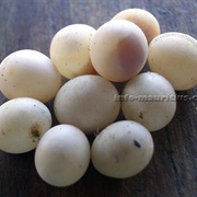 Lizard Eggs