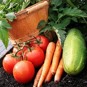 Vegetable Gardens