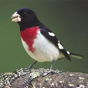 Rose-Breasted Grosbeak