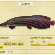 Arapaima