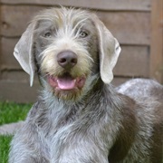 Slovakian Rough Haired Pointer