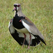 Southern Lapwing (Vanellus Chilensis)