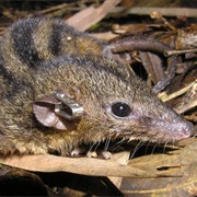 Ihering's Three-Striped Opossum