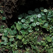 Whorled Pennywort (Hydrocotyle Verticillata)