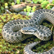 South Caucasian Viper