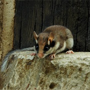 Garden Dormouse