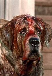 Cujo