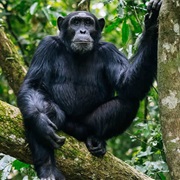 Kibira National Park