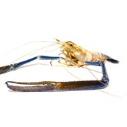 Giant Freshwater Prawn
