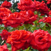Visit the Roses of Regent Park.