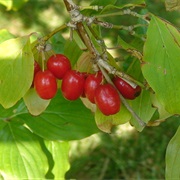 Cornelian Cherry (Cornus Mas)