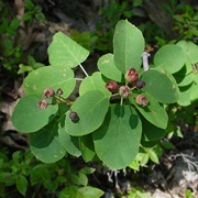 Low Juneberry (Amelanchier Spicata)